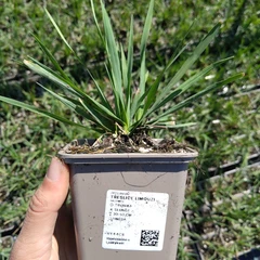 Sadzonka