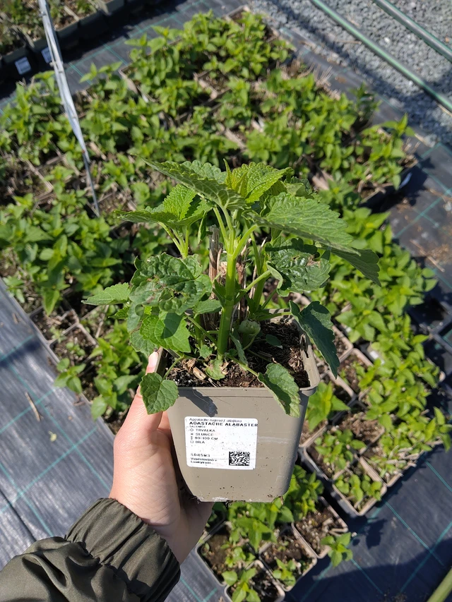 Agastache Alabaster - 13. 5. 2026
