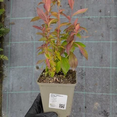 Seedling