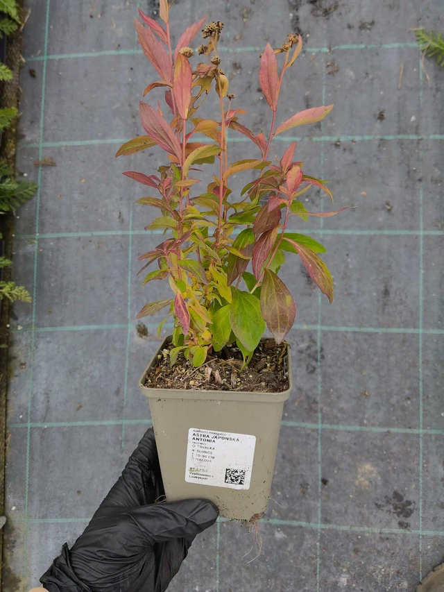 Japanese Aster Antonia - 30. 10. 2026