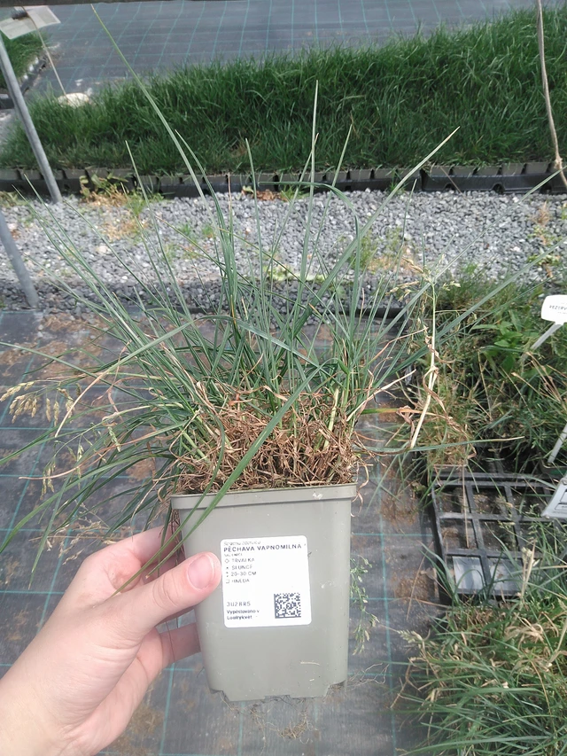 Blue Moor Grass - 2. 6. 2026