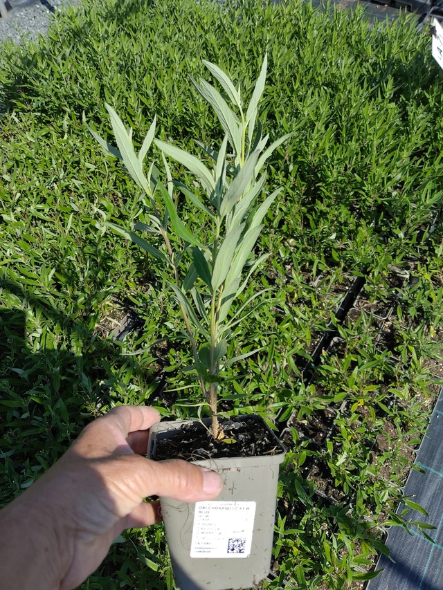 Blåskæg Kew Blue - 16. 7. 2026