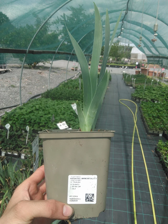 Iris Immortality - 2. 6. 2026