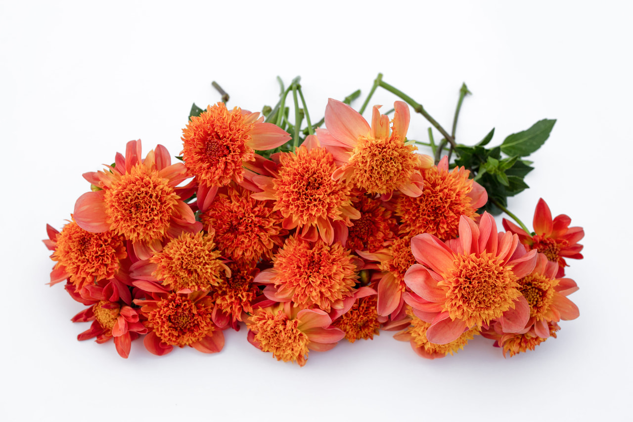 Dahlia Sword Dance, Loukykvět