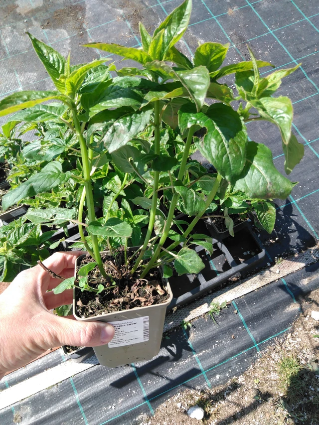 Monarda Snow Queen - 13. 5. 2025