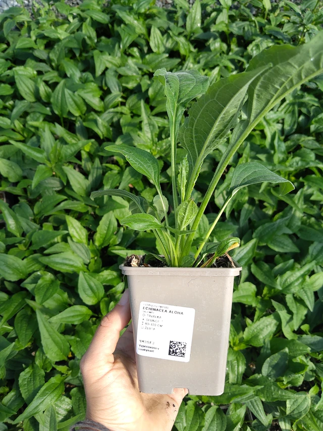 Echinacea Aloha - 11. 8. 2026
