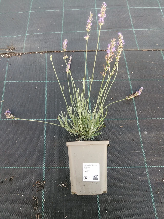 Lavanda Grosso - 16. 7. 2026