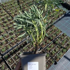 Grand plant