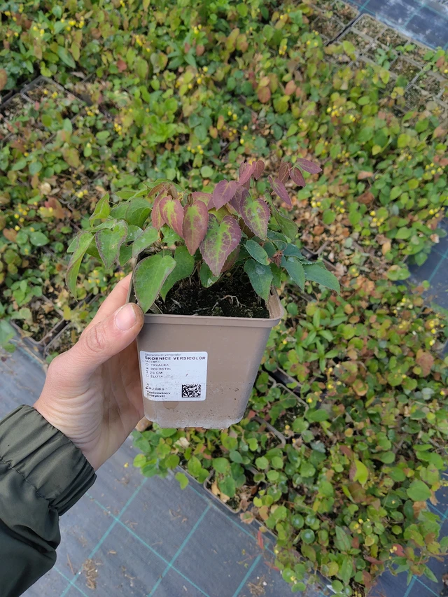 Elfenbloem Versicolor - 13. 5. 2026