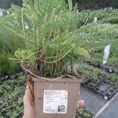 Seedling