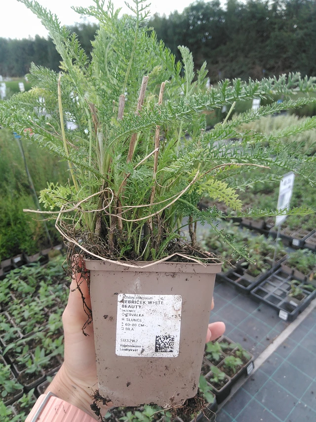Yarrow White Beauty - 21. 7. 2026