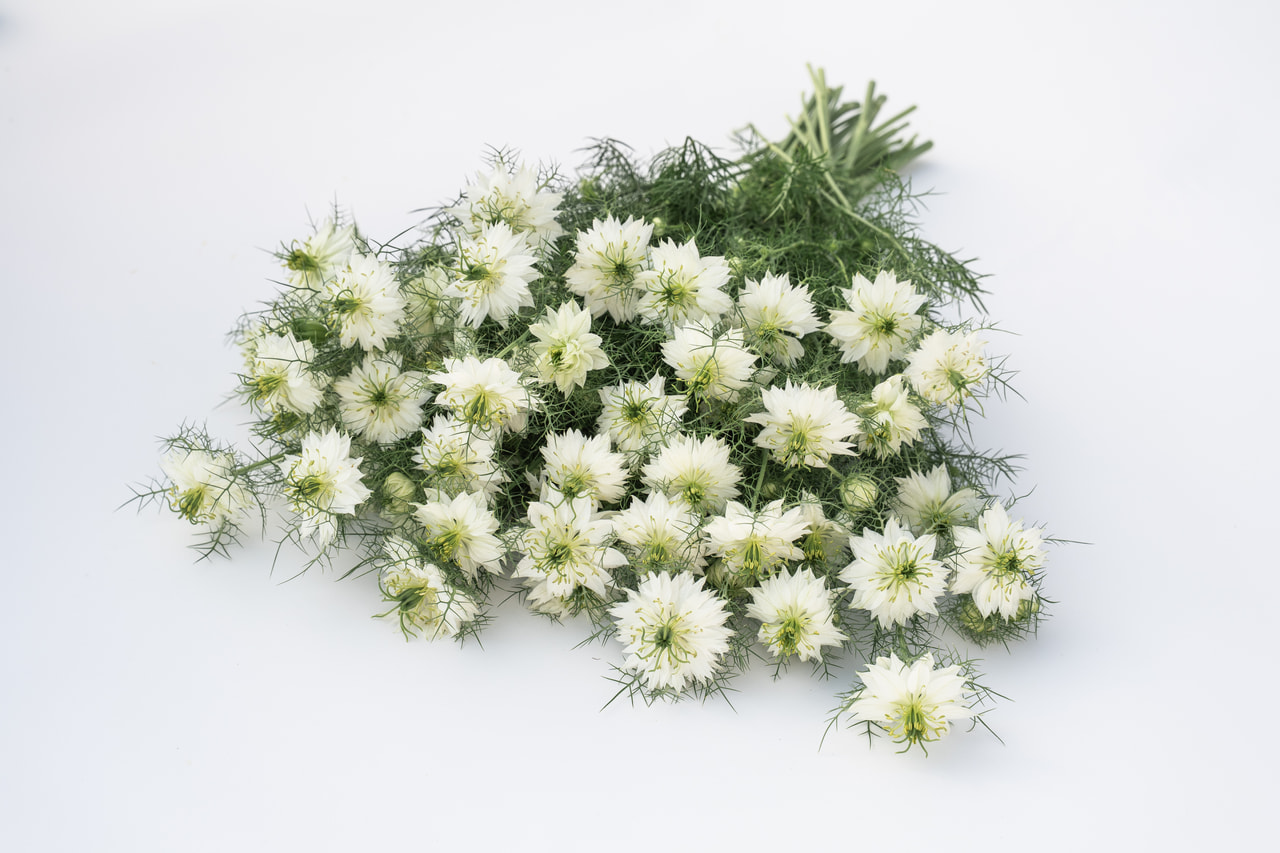 Nigelle Albion Green Pod, Loukykvět