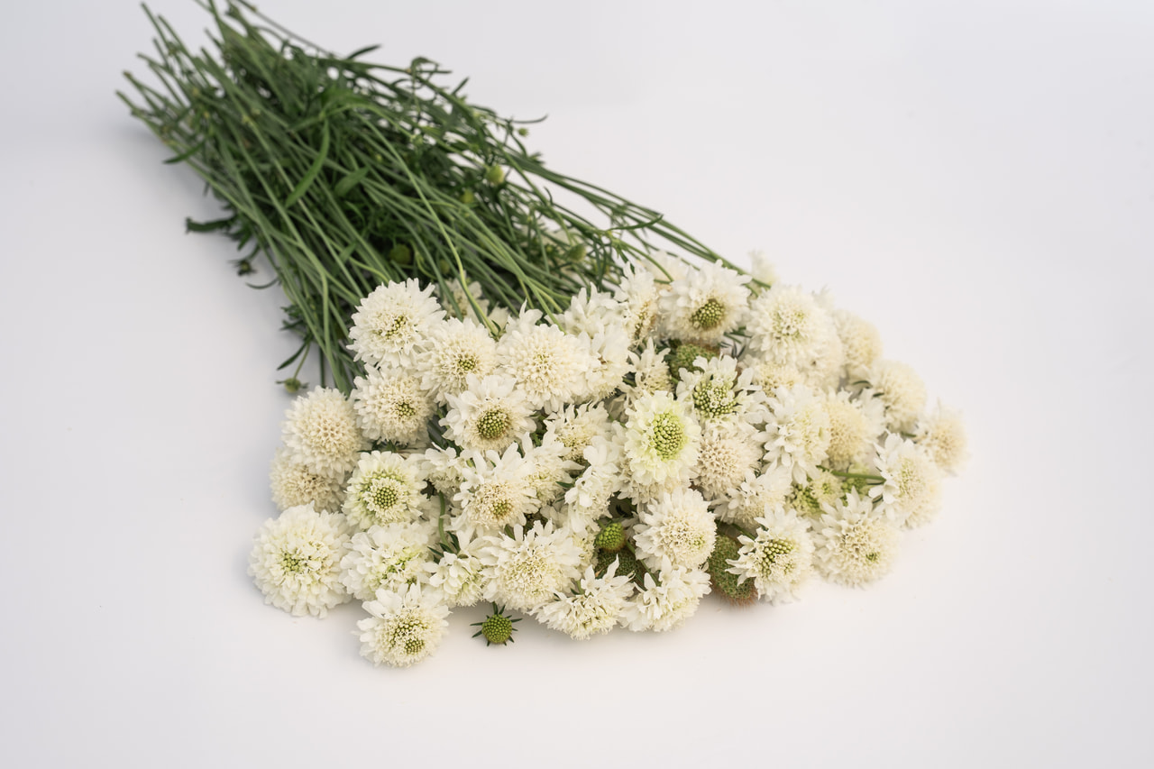 Scabiosa Snowmaiden, Loukykvět