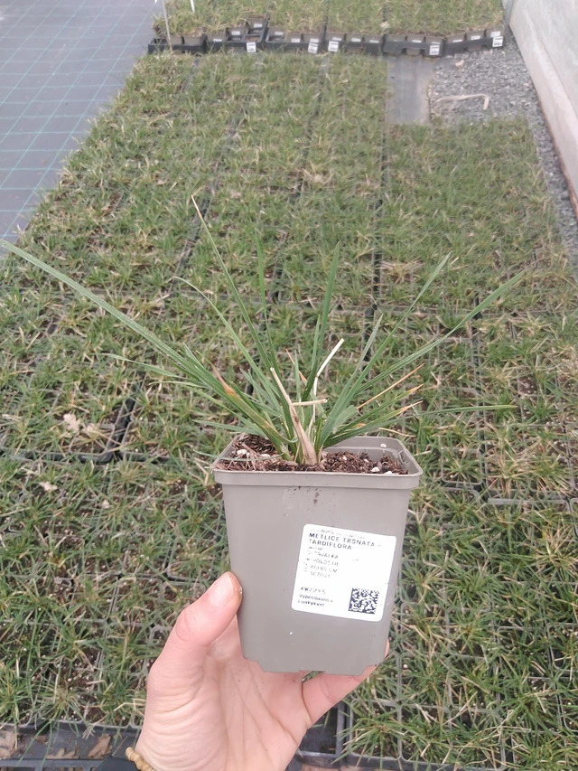 Metlice trsnatá Tardiflora - 20. 4. 2026