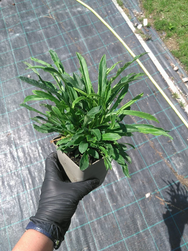 Zvonek Grandiflora Alba - 2. 7. 2026