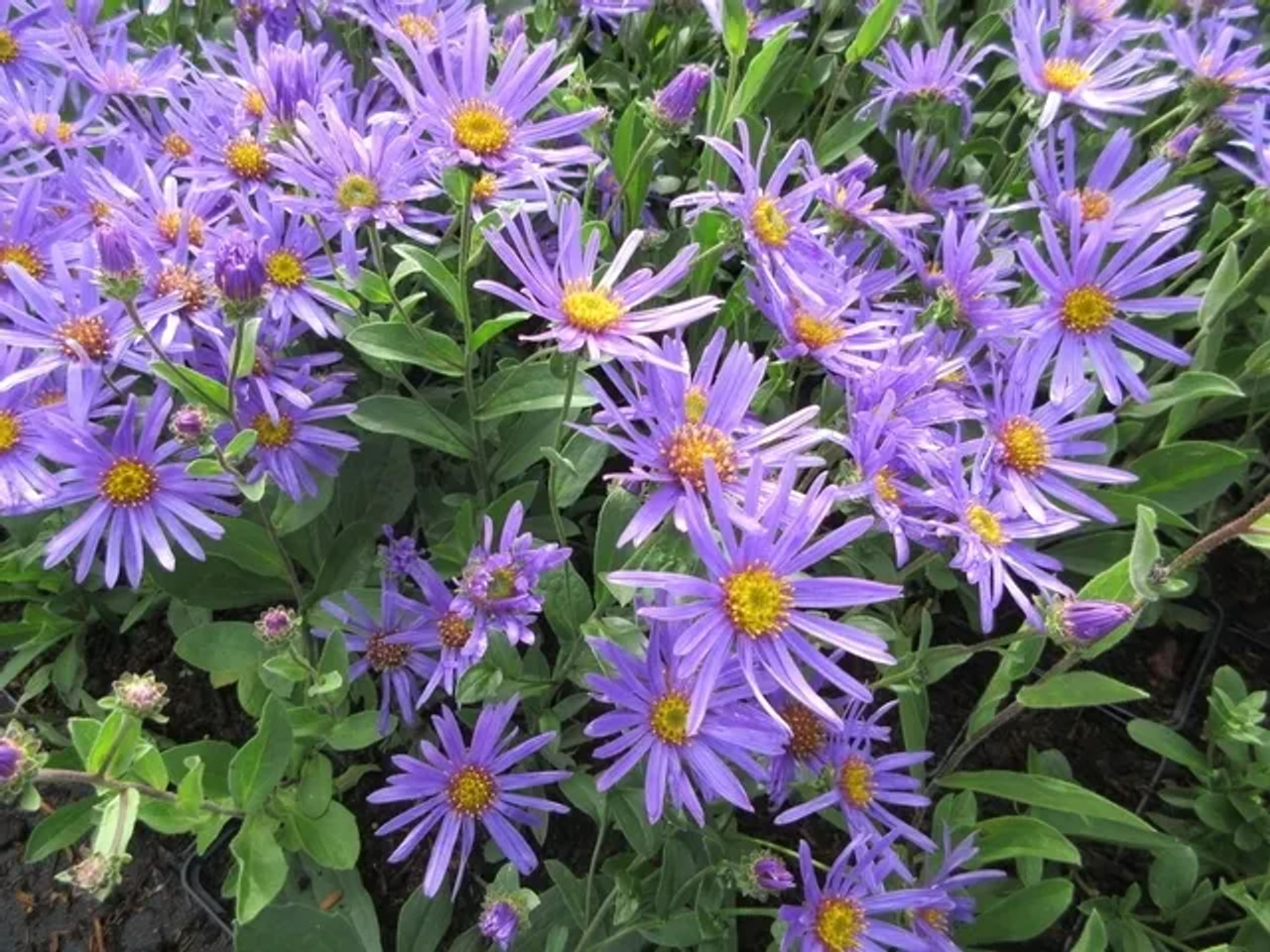 Astra Blue King, Loukykvět