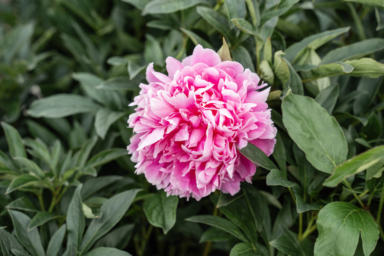 Peony Jacorma, Loukykvět