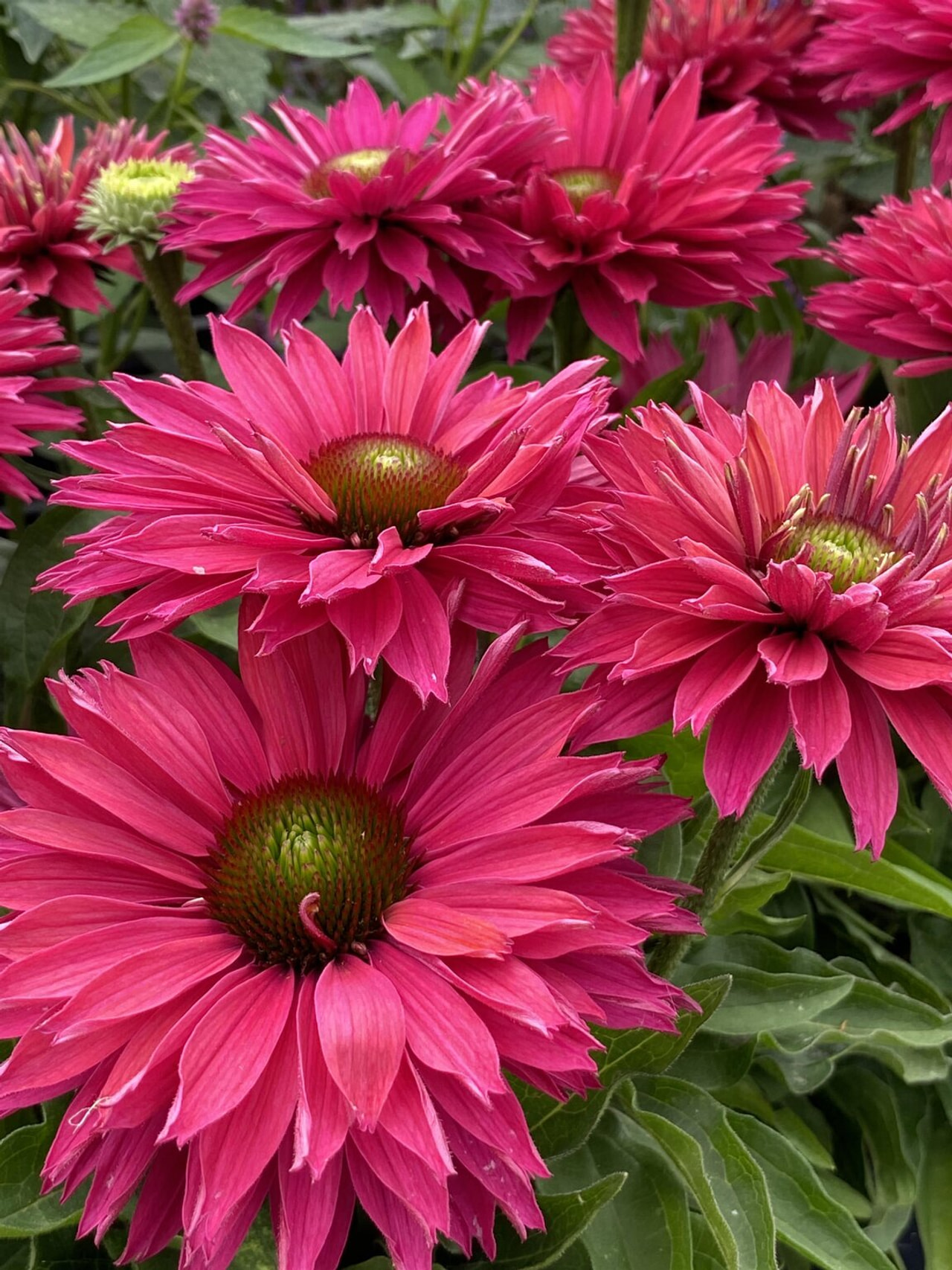 Echinacea SunSeekers Pink Grapefruit, Loukykvět