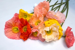 Poppy