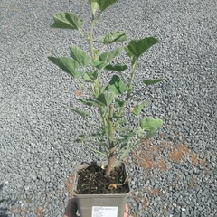 Seedling