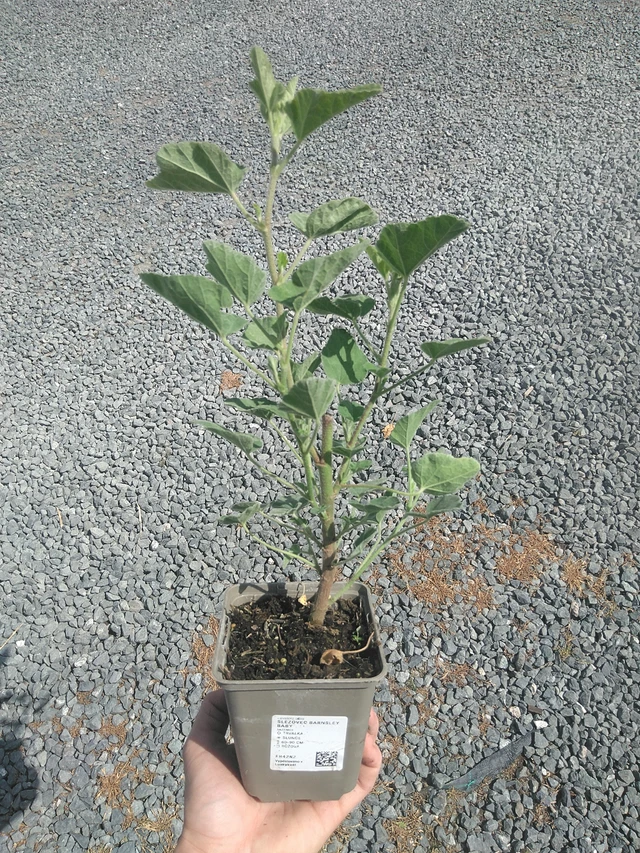 Tree mallow Barnsley Baby - 21. 7. 2026