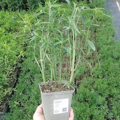 Seedling
