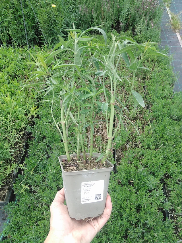 Tall Coreopsis - 21. 7. 2026