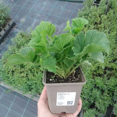 Seedling