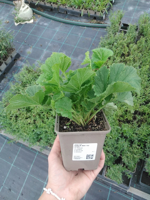 Geum Mai Tai - 21. 7. 2026