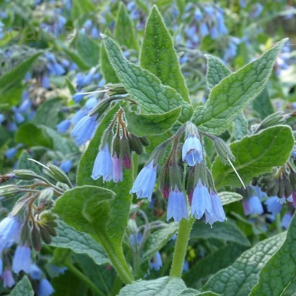 Kostival Hidcote Blue, Loukykvět