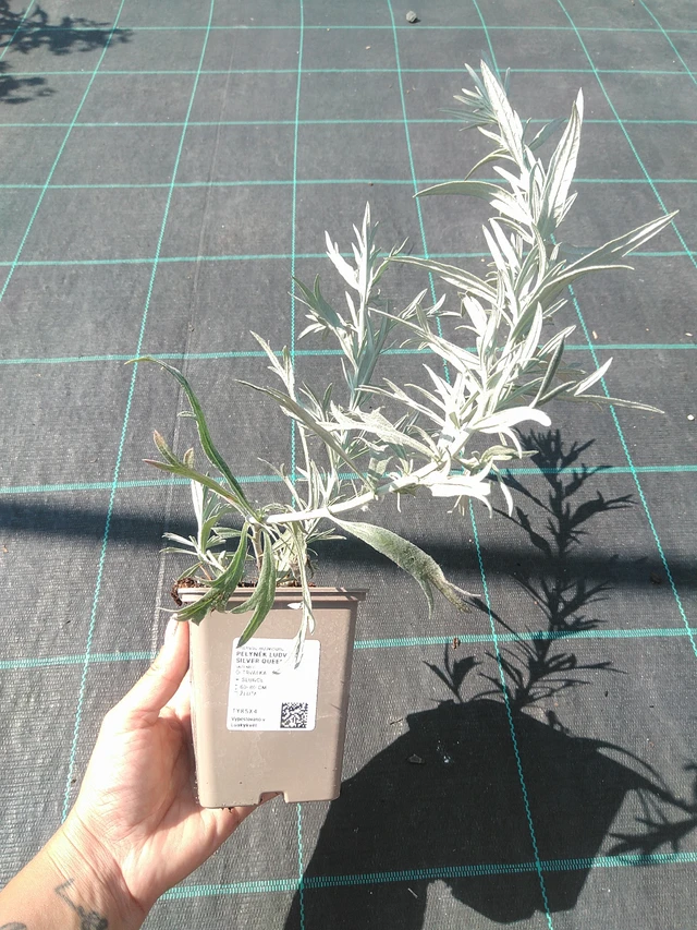 Alsem Silver Queen - 16. 7. 2026