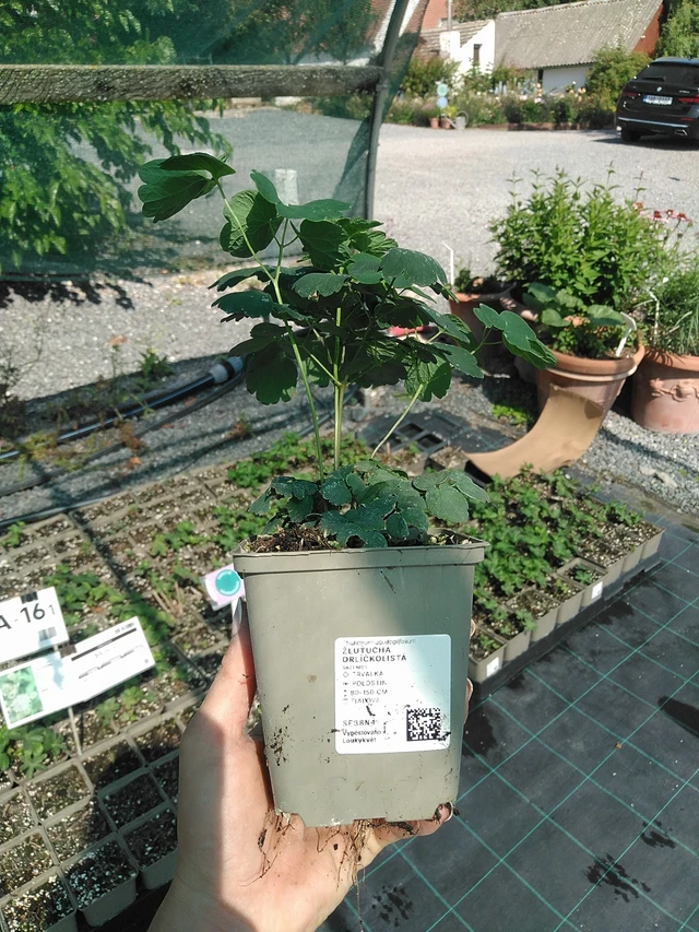 Sinavadlapis vingiris - 13. 7. 2026