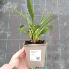 Seedling