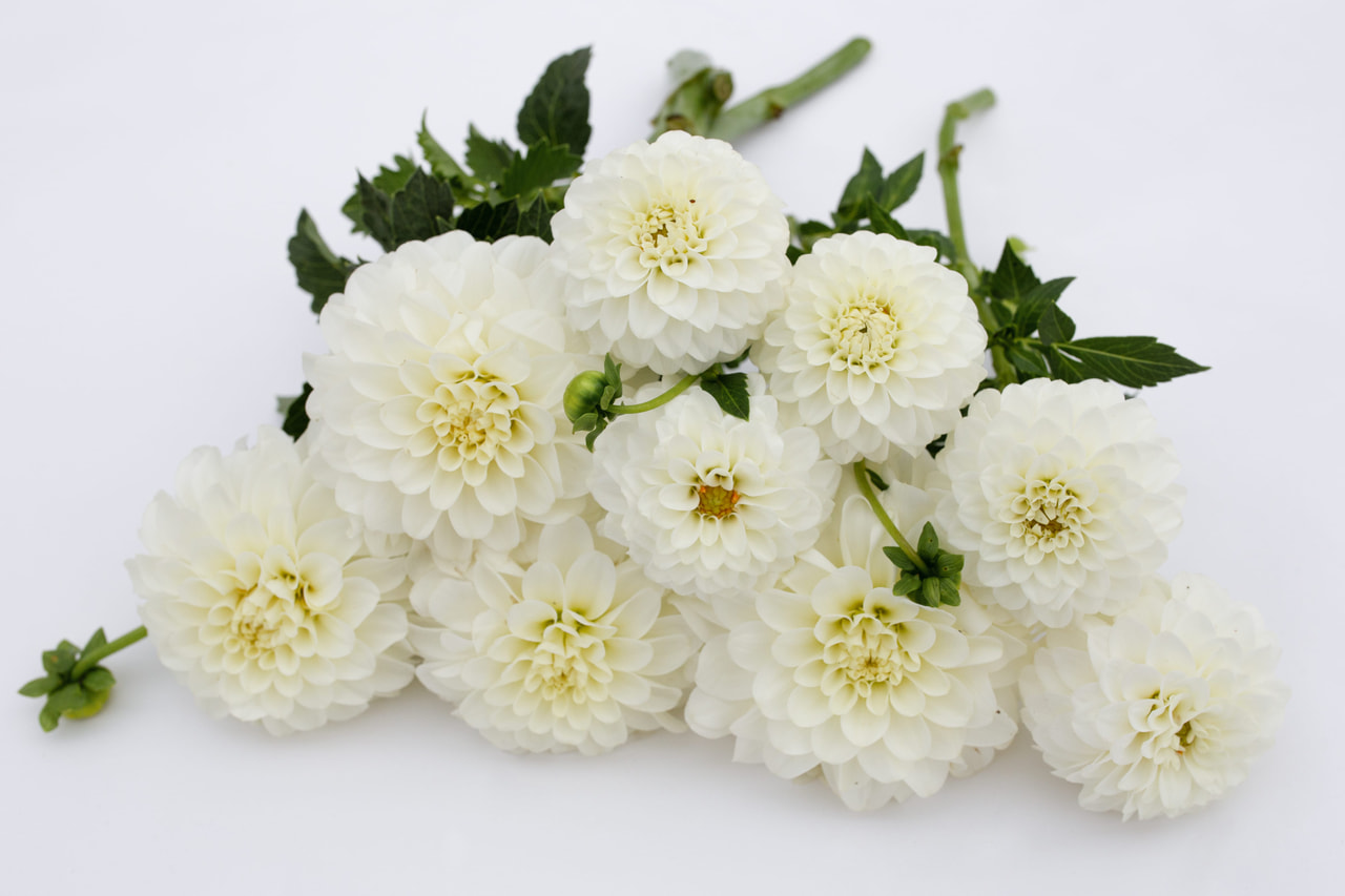 Dalia White Trophy, Loukykvět