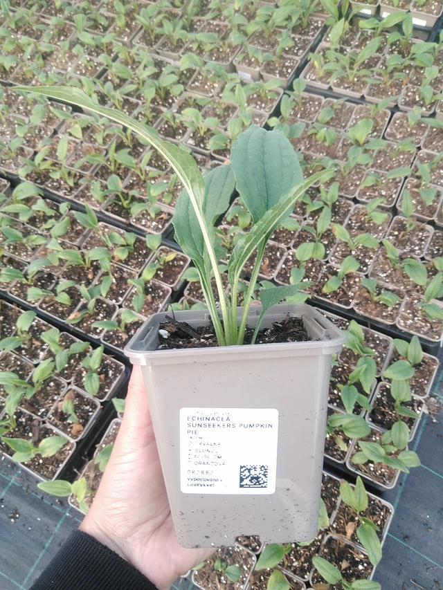 Echinacea SunSeekers Pumpkin Pie - 16. 7. 2026