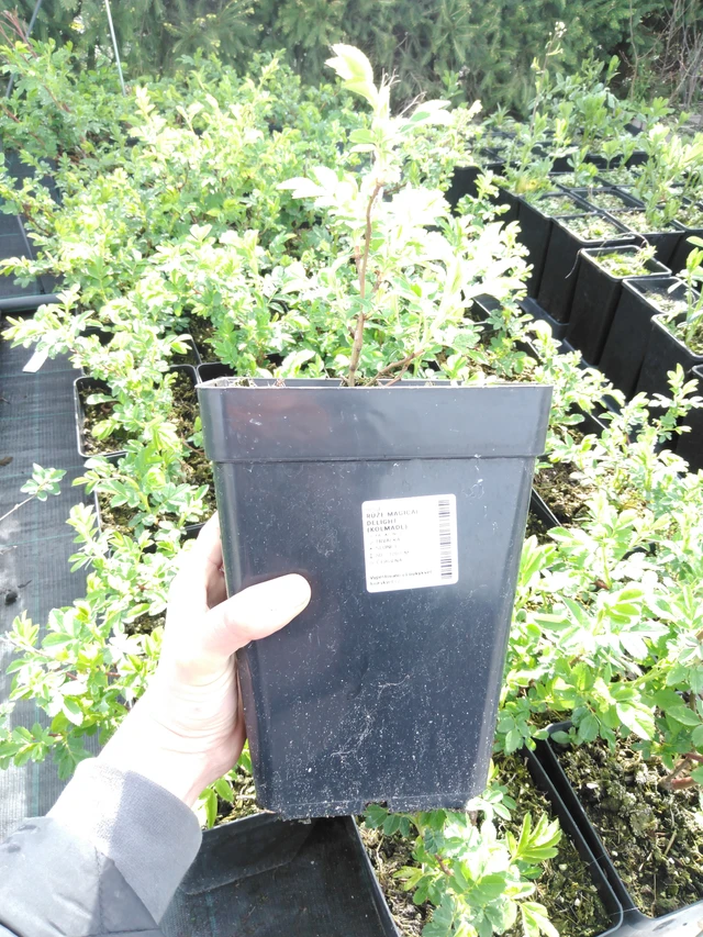 Rosier Magical Delight (Kolmade) - 2024