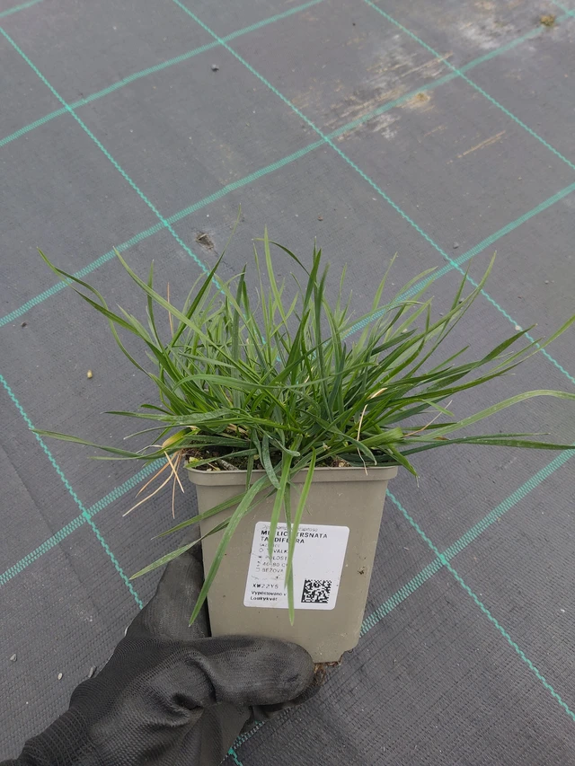 Metlice trsnatá Tardiflora - 13. 5. 2026
