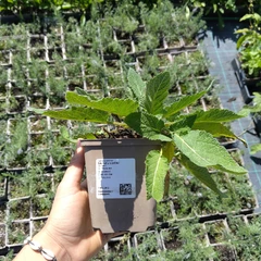 Plant
