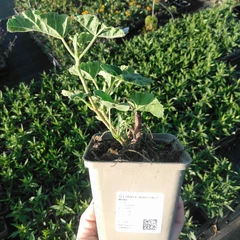 Seedling