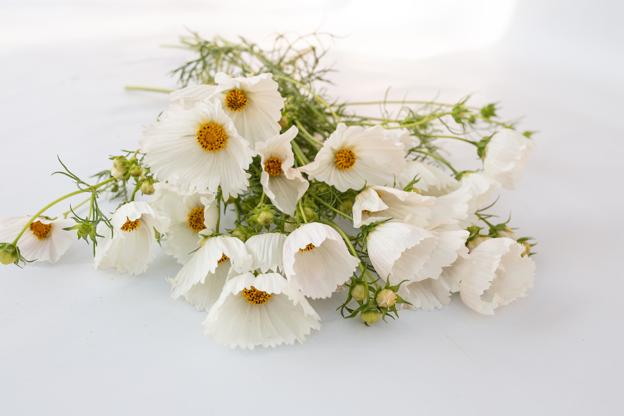 Cosmos Cupcakes White, Loukykvět