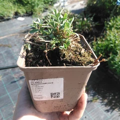Plantón
