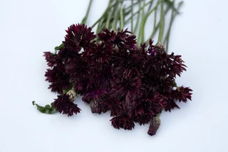Cornflower