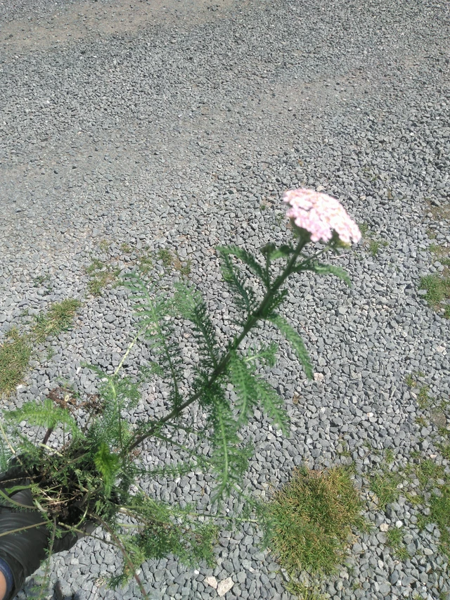 Řebříček Summer Pastels - 2. 7. 2026