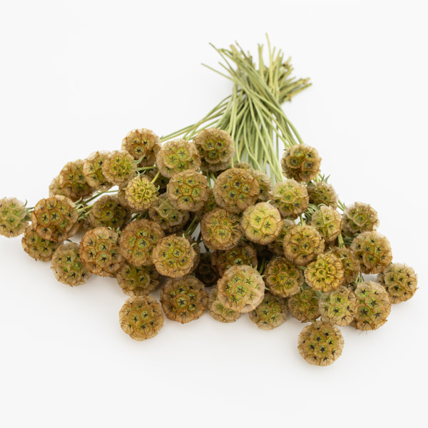 Starflower Scabiosa, Loukykvět
