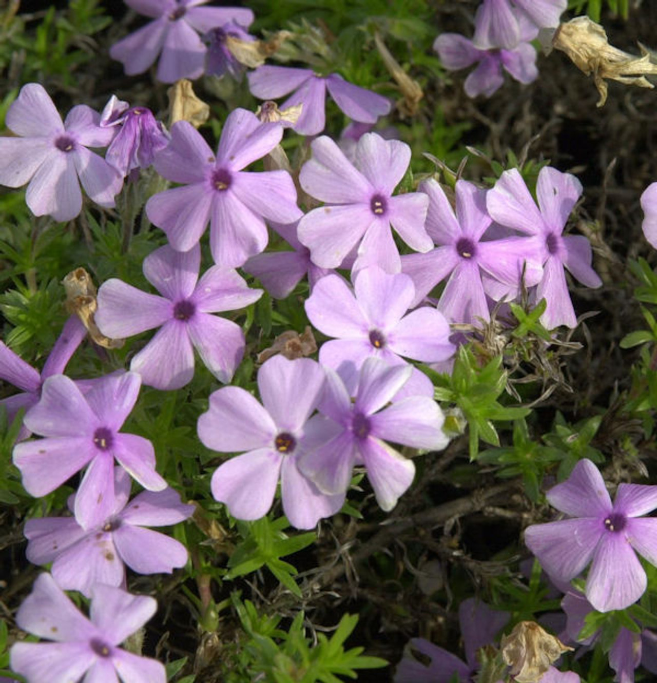 Flox Lilac Cloud, Loukykvět