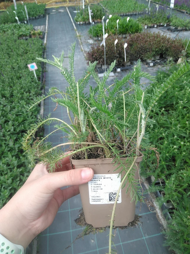 Duizendblad White Beauty - 2. 6. 2026