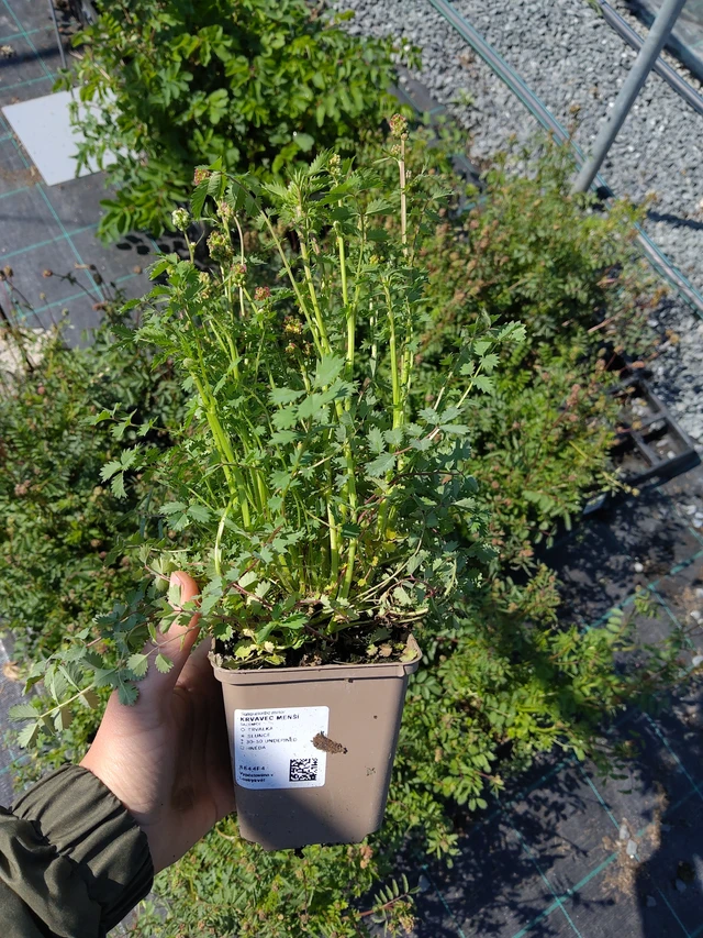 Kleiner Wiesenknopf - 13. 5. 2026
