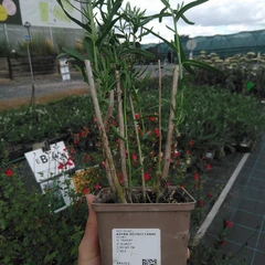 Taimi