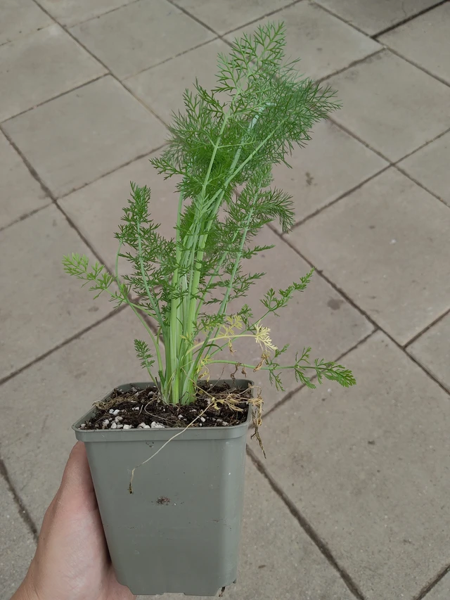 Fenykl obecný Green - 4. 5. 2026