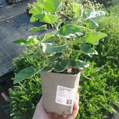 Plantón